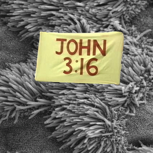 John 3:16